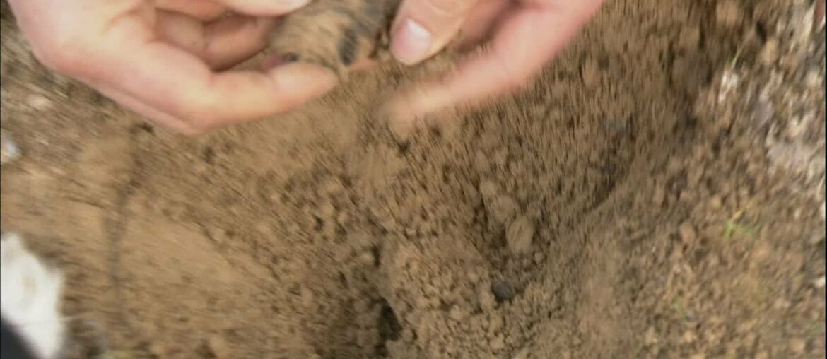 A truffle hunter's search for the 'black diamonds' of French gastronomy