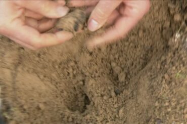 A truffle hunter's search for the 'black diamonds' of French gastronomy