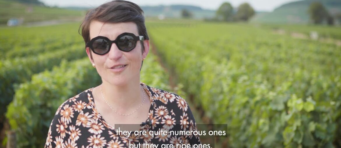 Burgundy 2018 Vintage Report