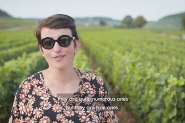 Burgundy 2018 Vintage Report