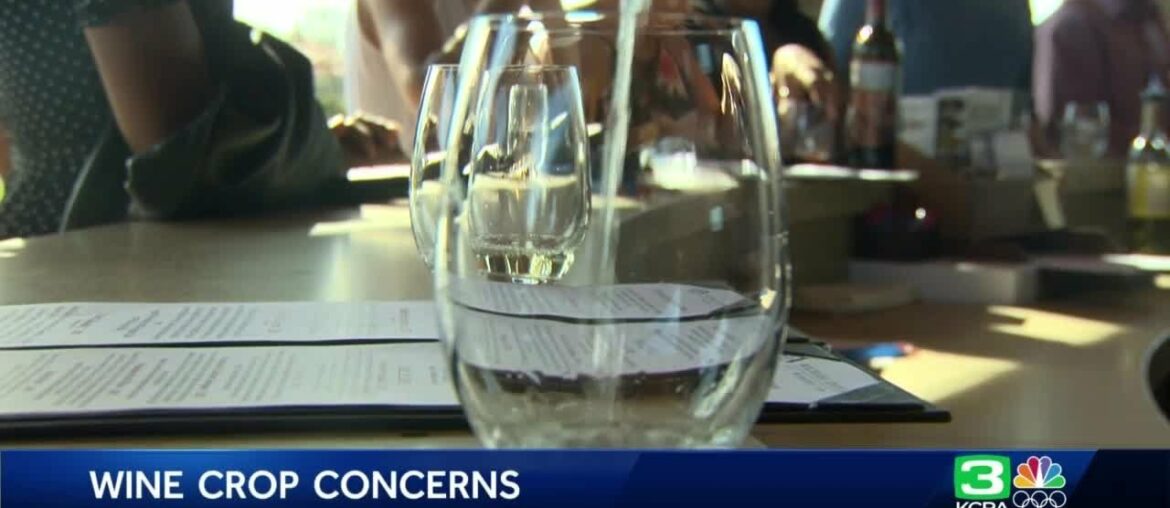 Thanks to grape surplus in California, wine prices are expected to drop Thanks to grape surplus in California, wine prices are expected to drop