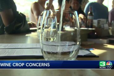 Thanks to grape surplus in California, wine prices are expected to drop