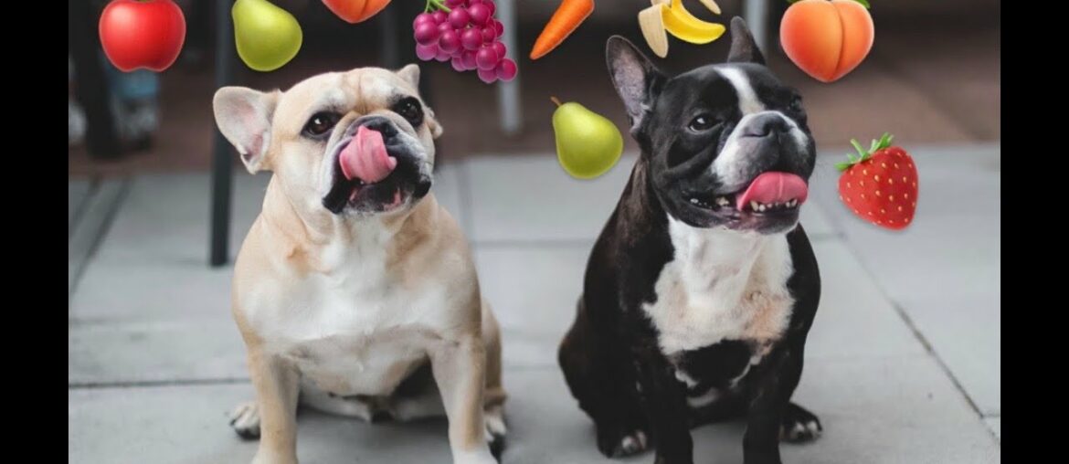 Cute French Bulldogs can't eat alone (funny) I Gina & Roxy