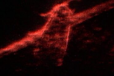 Faux Fur - BLUE LINES