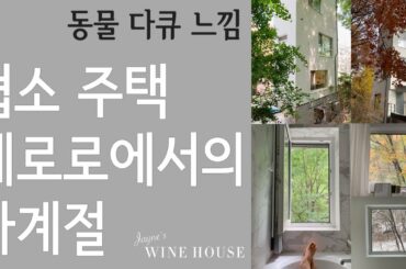 협소주택 세로로에서의 사계월 (feat. 서울 시내 동물 다큐)