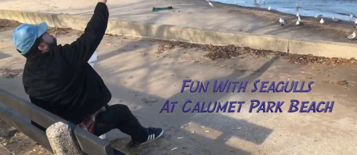 Fun With Seagulls At Calumet Park Beach