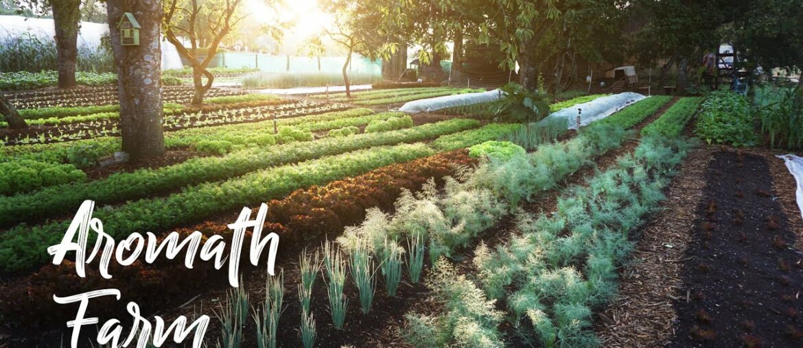 AMAZING Small Farm in France Under TREES! // Aromath Farm AMAZING Small Farm in France Under TREES! // Aromath Farm