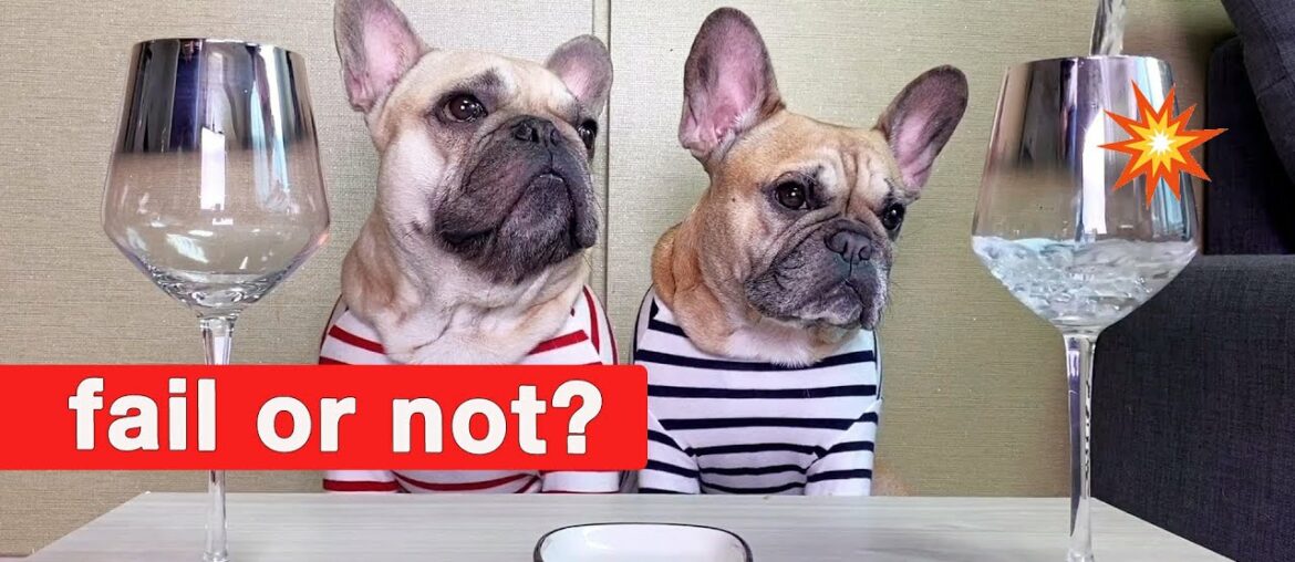 EXPERIMENT: French Bulldogs Making A Wine Glass Sing? | WARNING may cause sleepiness in dogs
