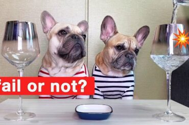 EXPERIMENT: French Bulldogs Making A Wine Glass Sing? | WARNING may cause sleepiness in dogs