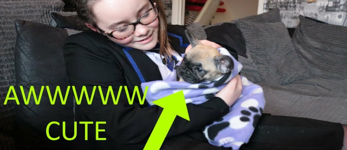 Surprising my Daughter with her dream puppy (french bulldog)