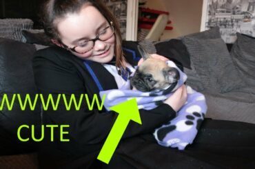 Surprising my Daughter with her dream puppy (french bulldog)