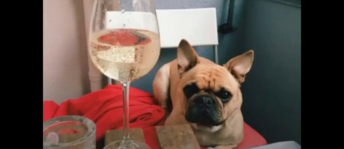 You definitely shouldnt let your dog drink wine You definitely shouldnt let your dog drink wine