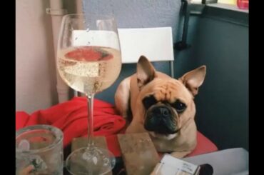 You definitely shouldnt let your dog drink wine