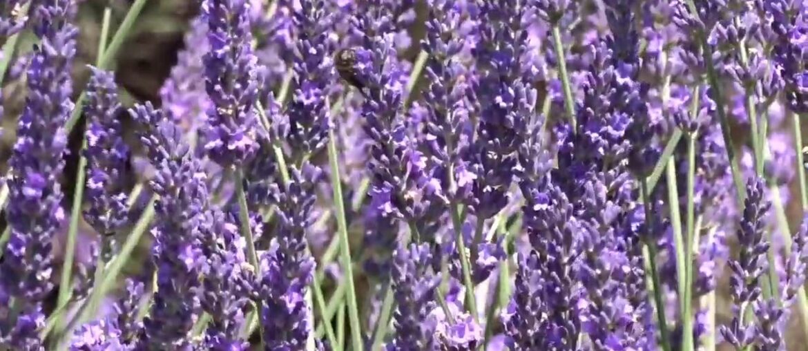 Best Lavender is in Valensole – Provence Best Lavender is in Valensole - Provence