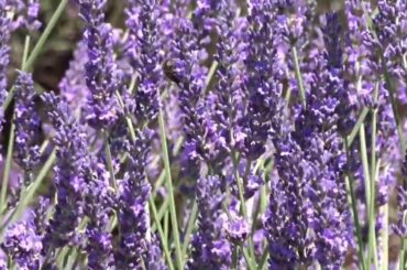 Best Lavender is in Valensole - Provence