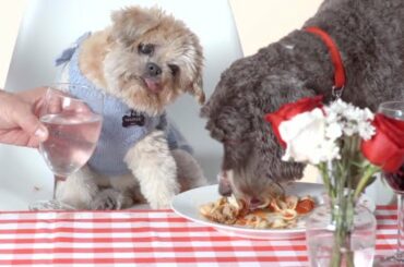 Adorable Rescue Dogs Dine on 4-Star Meal ft. Marnie the Dog