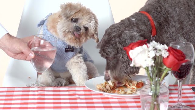 Adorable Rescue Dogs Dine on 4-Star Meal ft. Marnie the Dog Adorable Rescue Dogs Dine on 4-Star Meal ft. Marnie the Dog