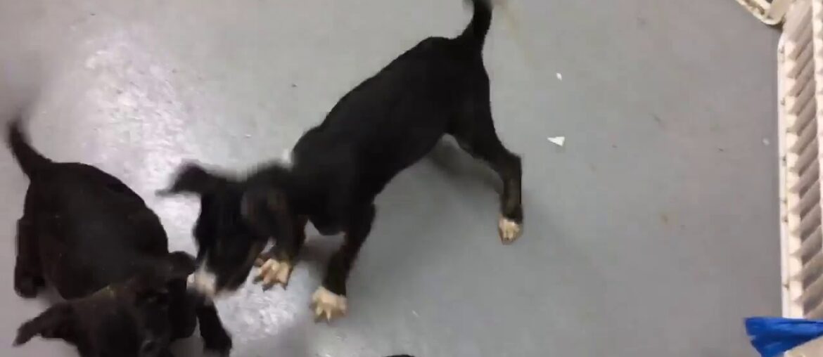 Like fine french wine...fine pups...Calais, Bordeaux, Versailles..adopt them