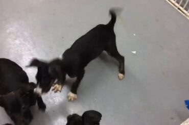 Like fine french wine...fine pups...Calais, Bordeaux, Versailles..adopt them