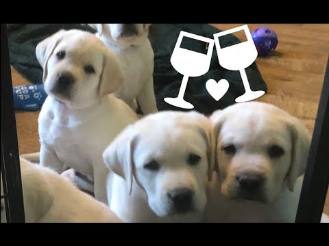 Lab puppies & wine time! Lab puppies & wine time!