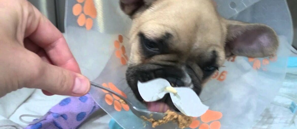 French(ie) Dining with Peaches - Cute puppy eating with a moustache on!