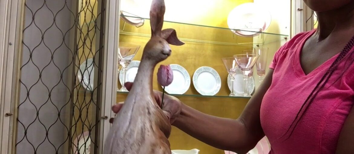 Formal Dining Room Formal Dining Room| Break front/China Cabinet| Spring Decorate With Me