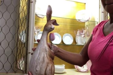 Formal Dining Room Formal Dining Room| Break front/China Cabinet| Spring Decorate With Me