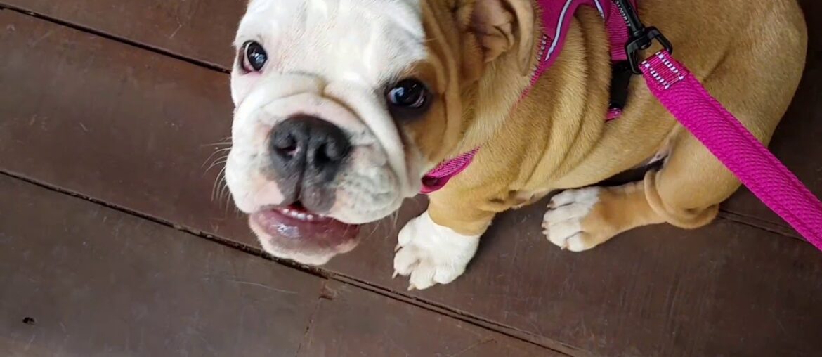 English Bulldog Chronicles – Dining Out with Puppies English Bulldog Chronicles - Dining Out with Puppies