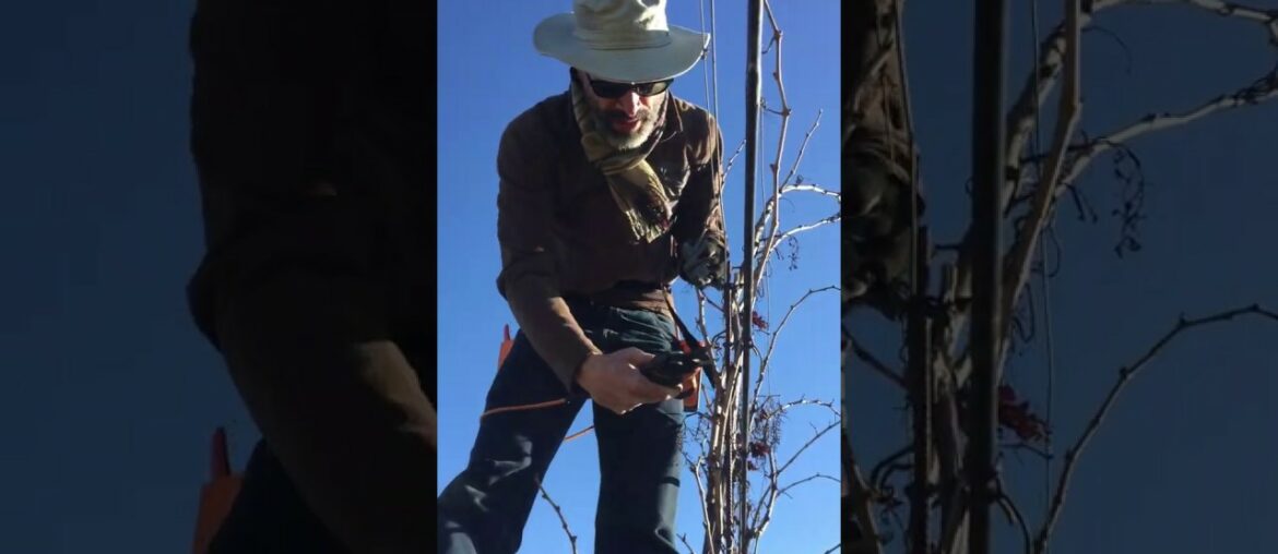 Why Prune vines? Why Prune vines?
