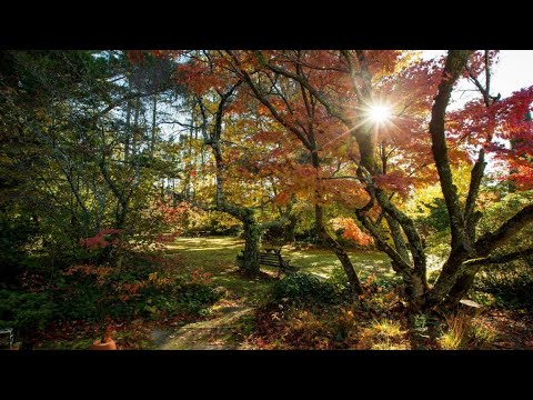 74 Hargraves Street, BLACKHEATH, NSW 74 Hargraves Street, BLACKHEATH, NSW