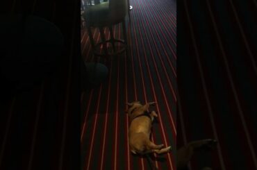 French bulldog fine dining