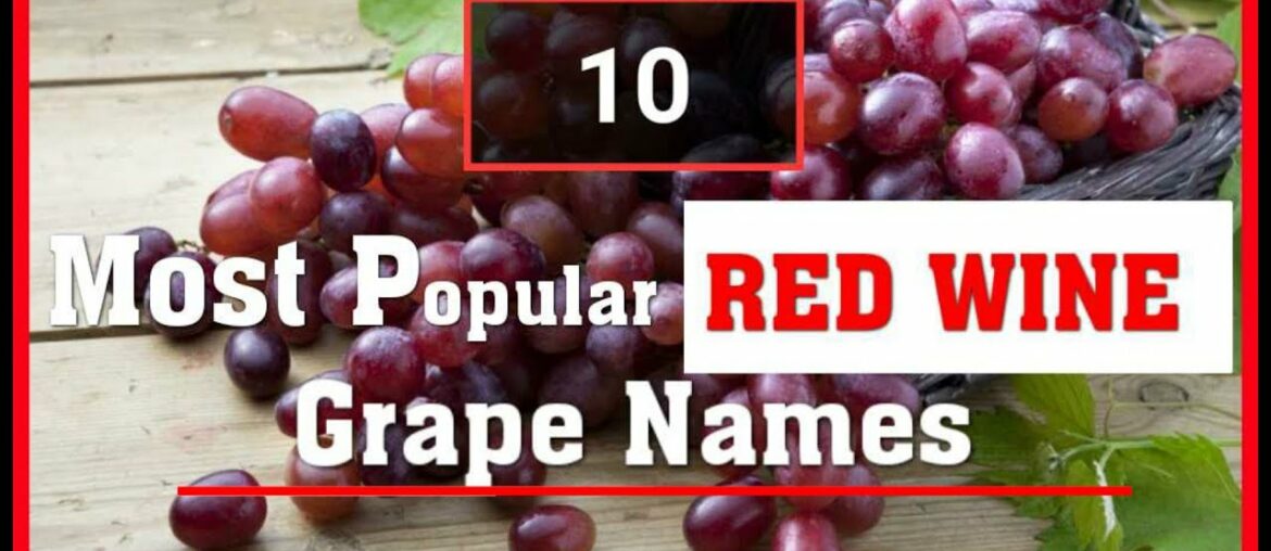 Most Popular Red Wine Grapes / Top 10