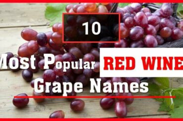 Most Popular Red Wine Grapes / Top 10
