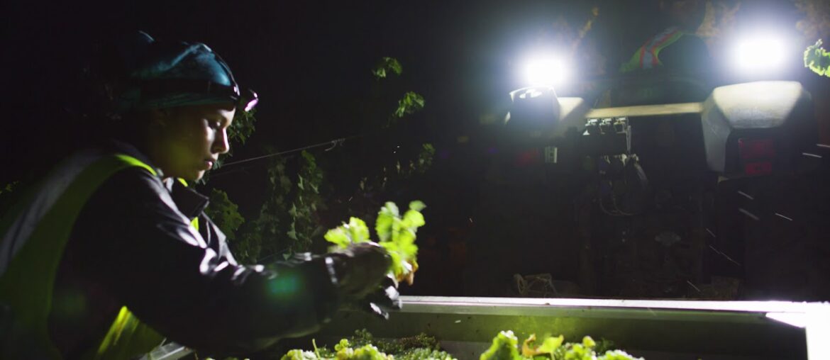 St. Supéry: Night Harvest St. Supéry: Night Harvest