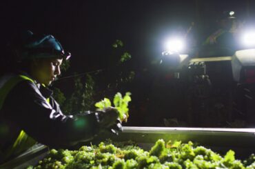 St. Supéry: Night Harvest