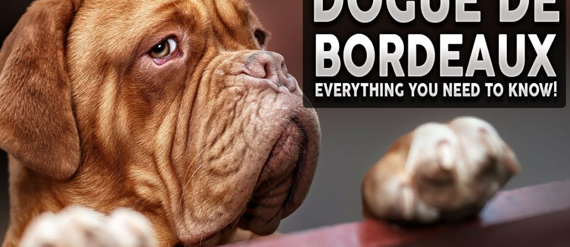 DOGUE DE BORDEAUX 101! Everything You Need To Know About The French Mastiff! DOGUE DE BORDEAUX 101! Everything You Need To Know About The French Mastiff!
