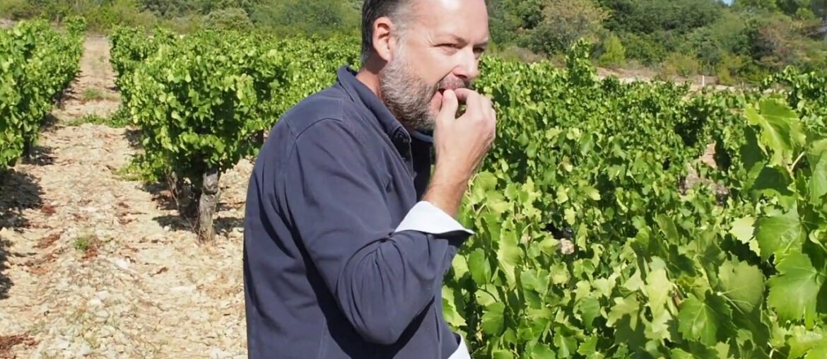 Vignoble de Loup Blanc, Minervois, France