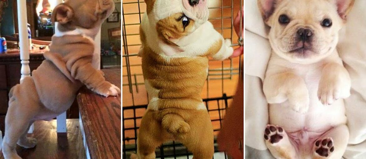 Top 20+ Best Cute French Bulldog Puppies Videos | Dogs Awesome - Funny Dog 2020