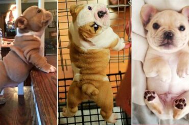 Top 20+ Best Cute French Bulldog Puppies Videos | Dogs Awesome - Funny Dog 2020