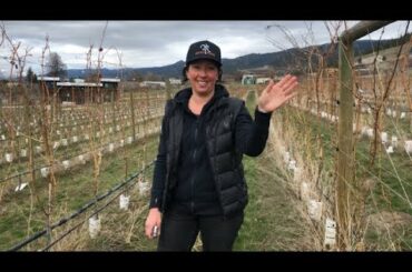 Roche Wines Vigneron Video Journal Episode 2