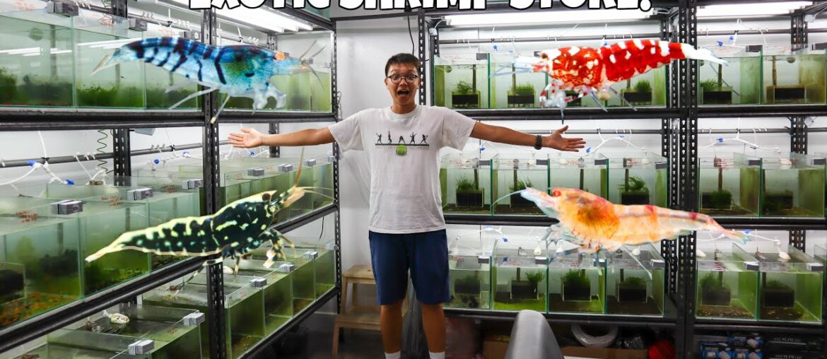 Rare & Exotic SHRIMP STORE TOUR! Shrimps Affair Singapore