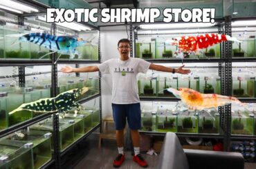 Rare & Exotic SHRIMP STORE TOUR! Shrimps Affair Singapore