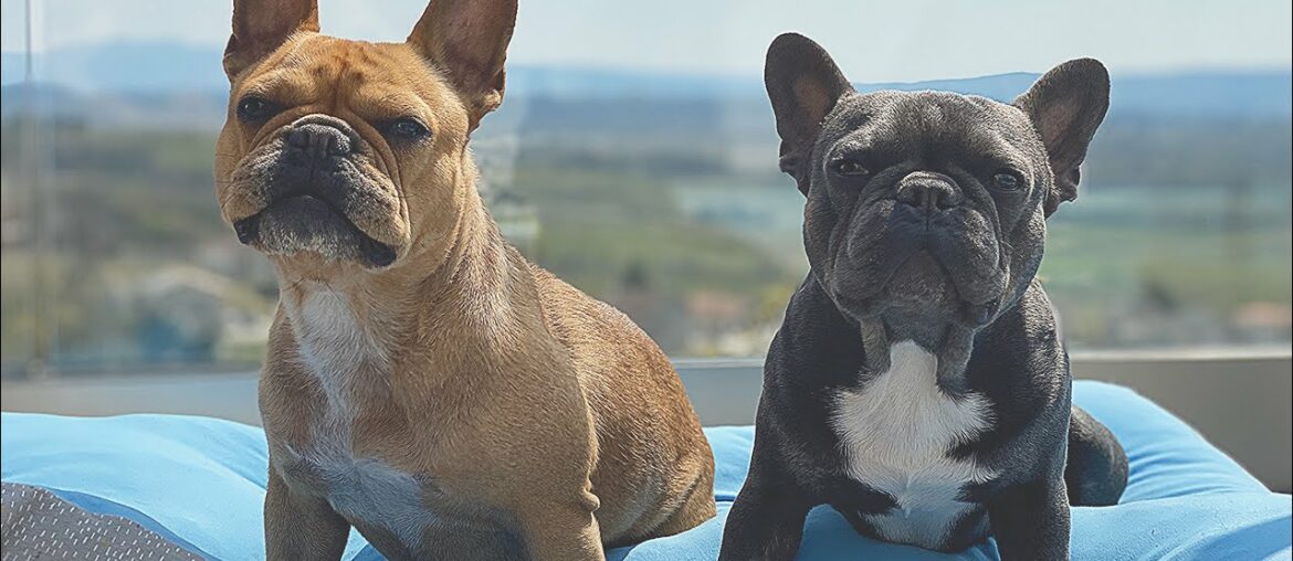 Dogs On Vacation At Grandparents / Daddy's Side
