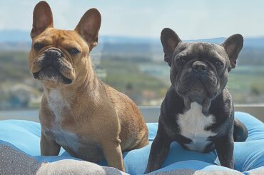 Dogs On Vacation At Grandparents / Daddy's Side
