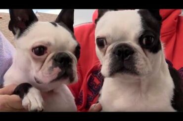 Pups eat an RV Table - what now??