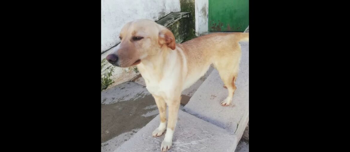 Galgos France – DIANA Galgos France - DIANA