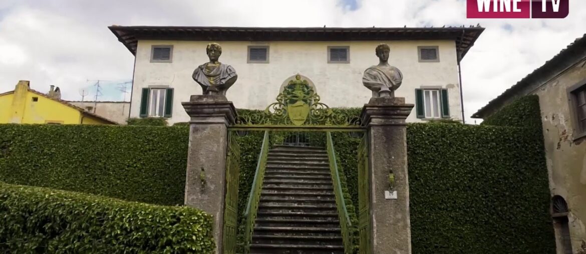 Live stream di Wine TV