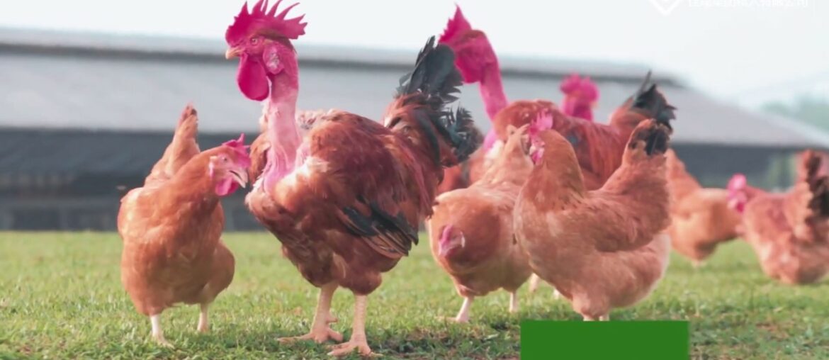 Fat Bird × GG French Poulet | We’re always thinking about your dining healthy!