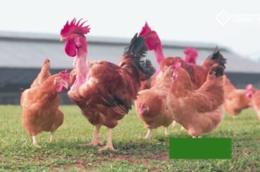 Fat Bird × GG French Poulet | We’re always thinking about your dining healthy!