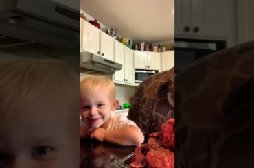 Cooking with Joe and Zeke. French Onion Cube Steak Recipe